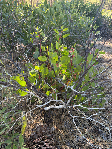 iNaturalist observation photo of greenleaf manzanita