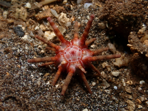 Eucidaris metularia, 2026-07-28