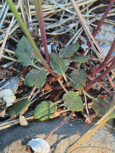 iNaturalist observation photo of Naked Buckwheat
