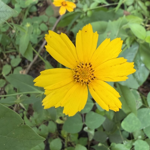 Coreopsis pubescens, photograph 5