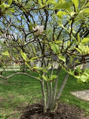 Magnolia