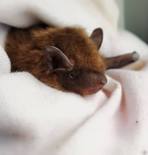 Big Brown Bat