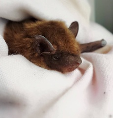 Big Brown Bat photo 4