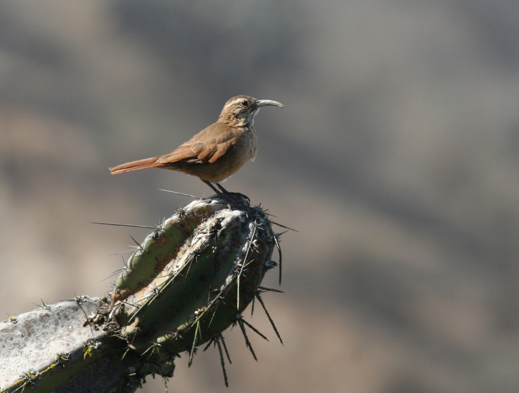 White-throated Earthcreeper photo