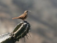 White-Throated Earthcreeper photo 1