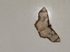 Chalyboclydon marginata