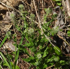 Lepidium campestre