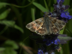 Muschampia floccifera