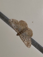 Psilalcis pulveraria