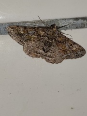 Alcis taiwanovariegata