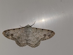 Lassaba parvalbidaria