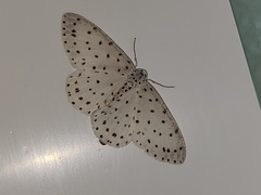 Xenoplia trivialis