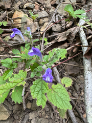 Scutellaria ovata, photograph (c) Kevin Speray, some rights reserved (CC BY)