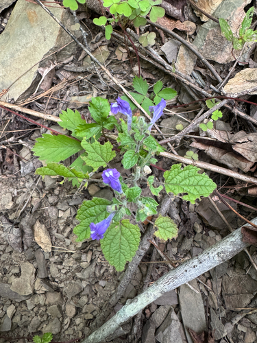 Scutellaria ovata, photograph 4