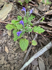 Scutellaria ovata, photograph (c) Kevin Speray, some rights reserved (CC BY)