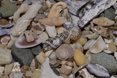 Maculotriton serriale