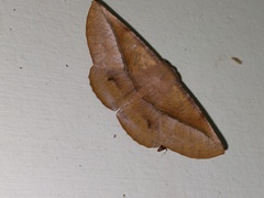 Sarcinodes yaeyamana