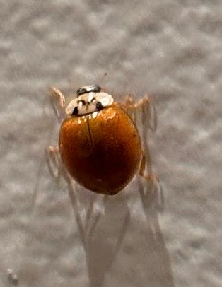 Asian Lady Beetle