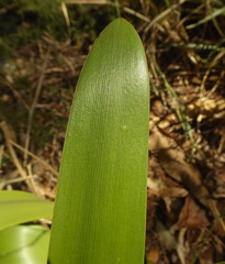 Haemanthus montanus