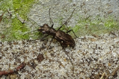 Cicindelina