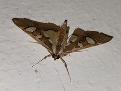 Glyphodes chilka