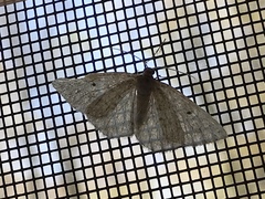 Lomographa glomeraria