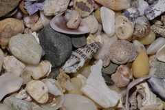 Maculotriton serriale