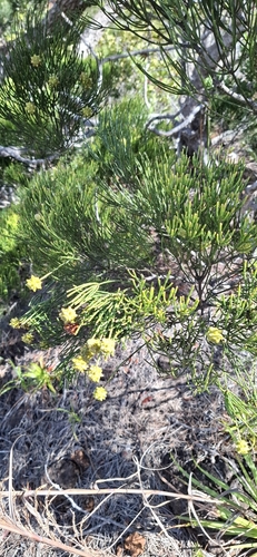 Gymnostoma deplancheanum observed 2026-08-02
