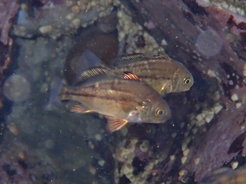 Banded croaker (Cheilotrema fasciatum) — Sciaenidae — 4