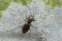 Cicindelina