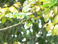 Spinus xanthogastrus