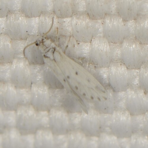 Neoconis