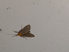 Tyspanodes hypsalis