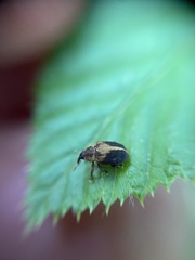 Lignyodes enucleator