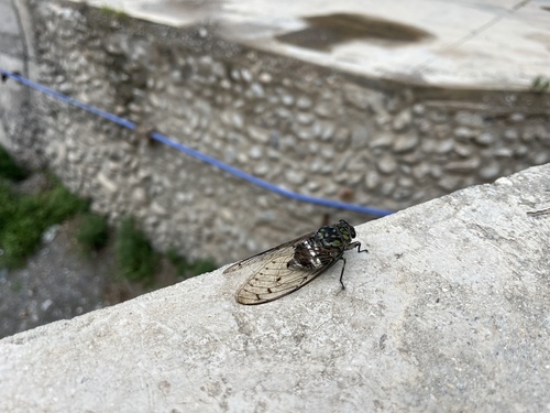 Robust Cicada