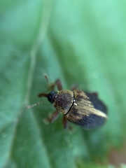 Lignyodes enucleator