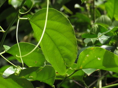 Passiflora nitida