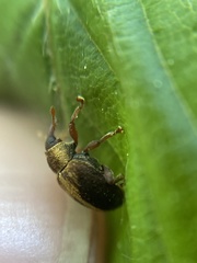 Lignyodes enucleator