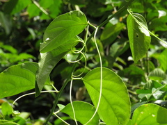 Passiflora nitida