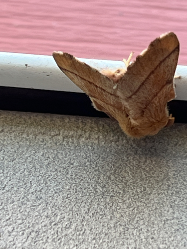 Forest Tent Caterpillar Moth