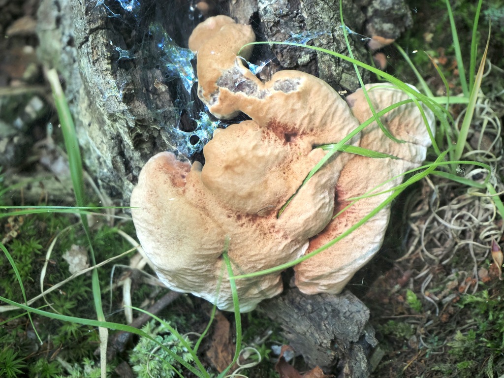 tender nesting polypore · August 2026 · photo: Photo: no rights reserved · iNaturalist