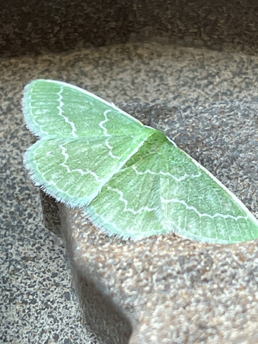 Wavy-lined Emerald
