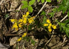 Genista tinctoria