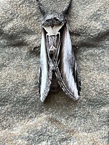 Black-rimmed Prominent