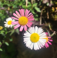 Erigeron karvinskianus