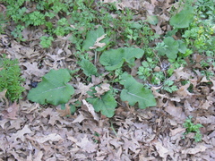 Arctium minus