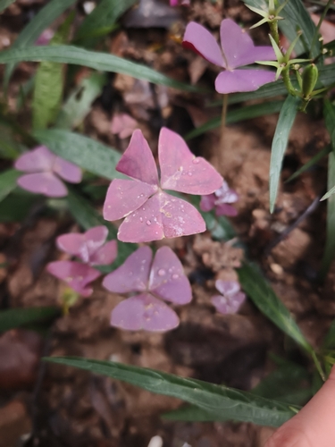 false shamrock