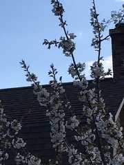 Selasphorus calliope