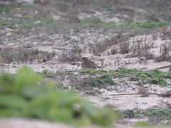 Alauda gulgula coelivox