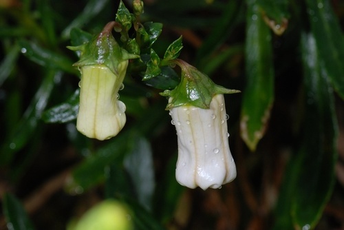 Azores Bellflower